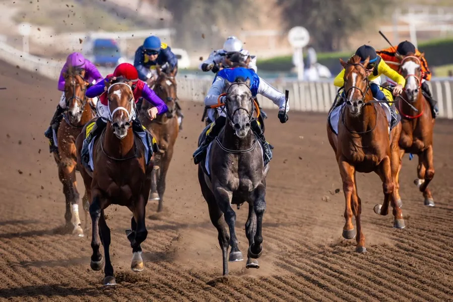 Next Mile Stakes, Meydan
