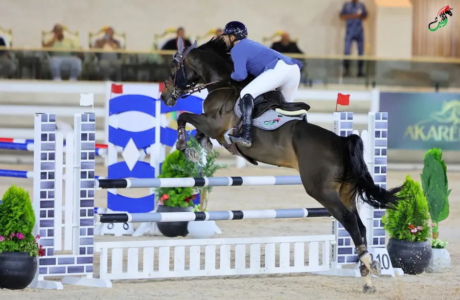 Dark bay horse clearing a blue and white fence